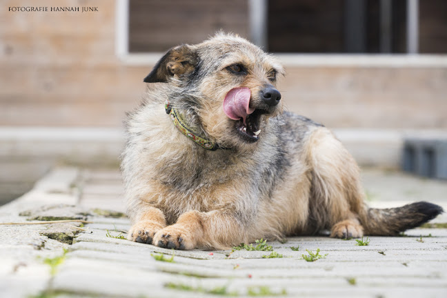 TCVM, intuitives/therapeutisches Bogenschießen und Hundeschule Hannah Junk Öffnungszeiten