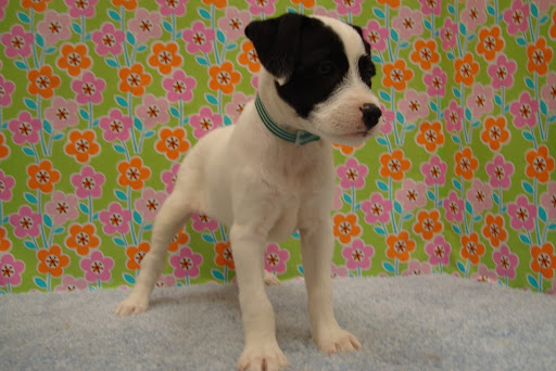 Pet Store «Pet Luv Pet Center», reviews and photos, 8057 S Cicero Ave, Chicago, IL 60652, USA