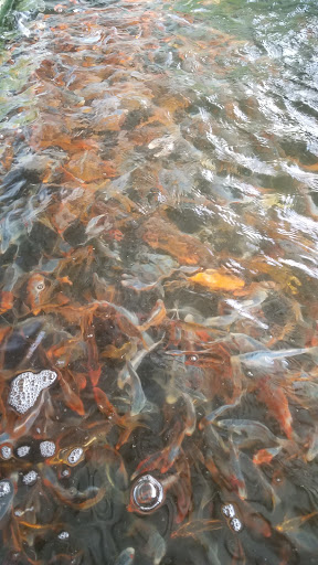 Fish Farm «Kloubec Koi», reviews and photos, 1375 Baxter Ave NW, Amana, IA 52203, USA