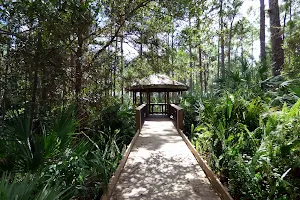 Helene Klein Pineland Preserve image