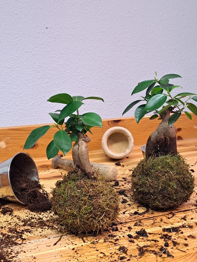La que planta su mal espanta. Tienda de plantas y mas .