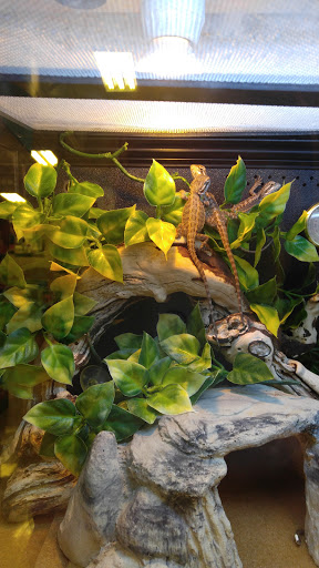 Pet Supply Store «PetSmart», reviews and photos, 1157 E North Ave, Belton, MO 64012, USA