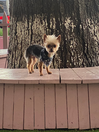 Pet Store «Oak Clips Pet Boutique & Grooming», reviews and photos, 502 N Edgefield Ave, Dallas, TX 75208, USA