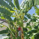 Photo n°3 de l'avis de Nando.a fait le 31/08/2018 à 13:23 sur le  Villaggio Borgo degli Ulivi à Sellia Marina