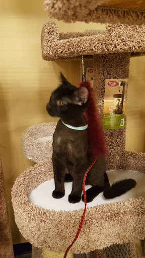 Pet Supply Store «PetSmart», reviews and photos, 291 Skokie Blvd, Northbrook, IL 60062, USA