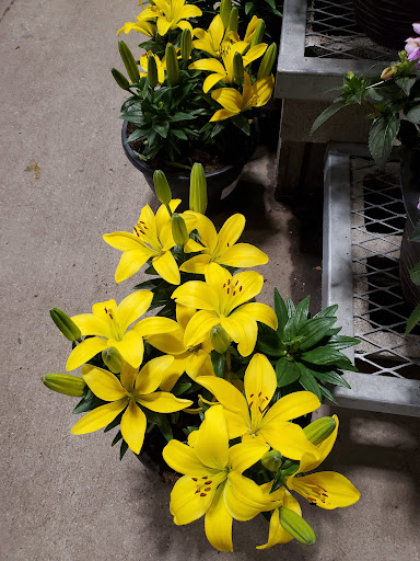 Home Improvement Store «The Home Depot», reviews and photos, 1315 Dallas Hwy, Waxahachie, TX 75165, USA