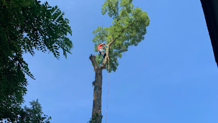To The Top Tree Service LLC