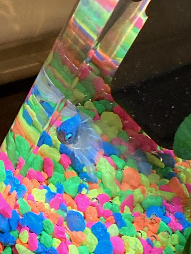 Pet Supply Store «Petco Animal Supplies», reviews and photos, 1931 E Main St d, Spartanburg, SC 29307, USA