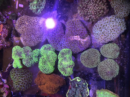 Aquarium «1st Class Aquarium», reviews and photos, 1167 Bay St, Staten Island, NY 10305, USA