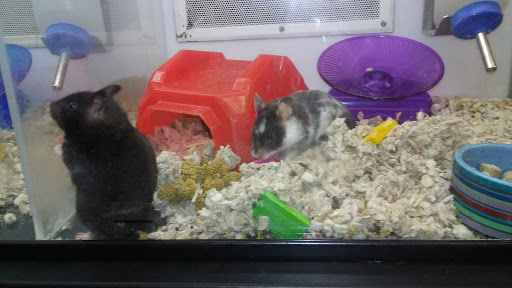 Pet Supply Store «Petco Animal Supplies», reviews and photos, 1500 N Town E Blvd, Mesquite, TX 75150, USA