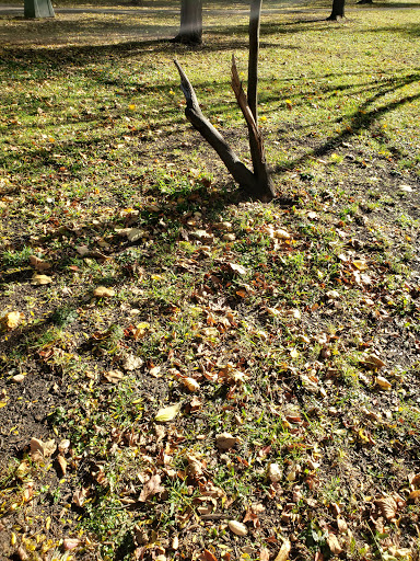 Dog Park «Norwood Park Dog Friendly Area», reviews and photos, 5850 N Avondale Ave, Chicago, IL 60631, USA