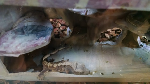 Pet Supply Store «Petco Animal Supplies», reviews and photos, 1290 S Amity Rd, Conway, AR 72032, USA