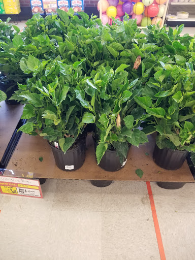 Grocery Store «Harveys Supermarket», reviews and photos, 3900 N Main St, Columbia, SC 29203, USA