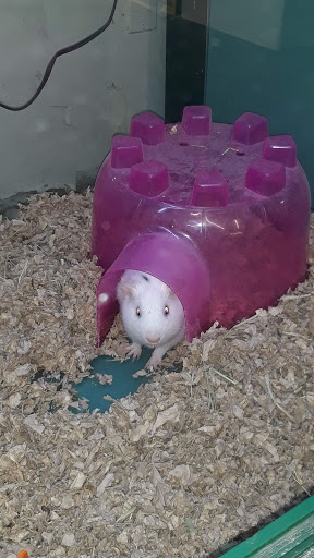 Pet Supply Store «Pet Supplies Plus», reviews and photos, 690 N State St, Westerville, OH 43082, USA