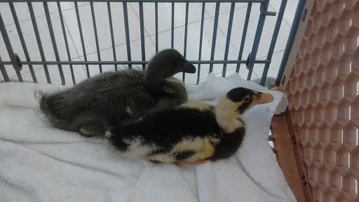 Pet Supply Store «Petco Animal Supplies», reviews and photos, 3380 124th Ave NW, Coon Rapids, MN 55433, USA