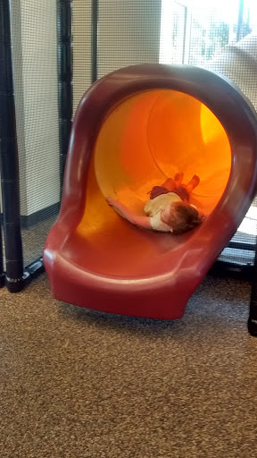 Fast Food Restaurant «Chick-fil-A», reviews and photos, 165 Purcellville Gateway Dr, Purcellville, VA 20132, USA