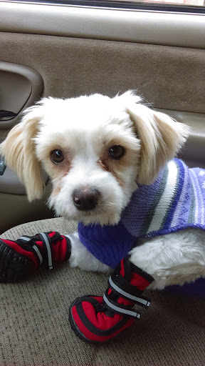 Pet Store «Petland», reviews and photos, 2123 Old Hudson Rd, St Paul, MN 55119, USA