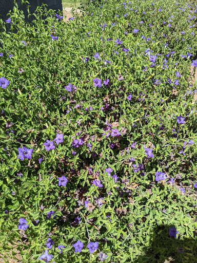 City Park «Steele Indian School Park», reviews and photos, 300 E Indian School Rd, Phoenix, AZ 85012, USA