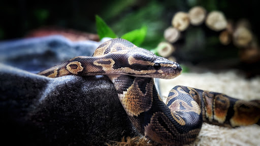 Pet Supply Store «PetSmart», reviews and photos, 2920 Little Rd, Trinity, FL 34655, USA