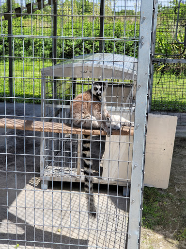 Non-Profit Organization «Big Cat Habitat & Gulf Coast Sanctuary», reviews and photos, 7101 Palmer Blvd, Sarasota, FL 34240, USA