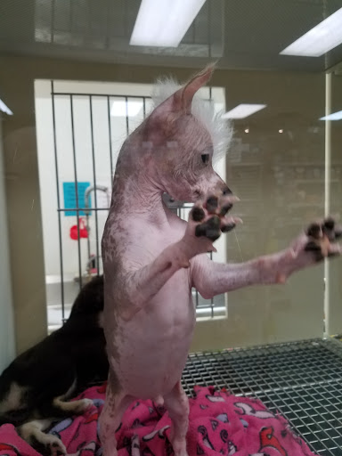 Pet Store «Petland», reviews and photos, 2123 Old Hudson Rd, St Paul, MN 55119, USA