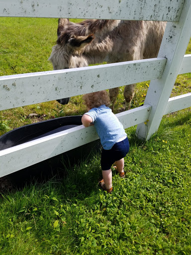 Zoo «The Petting Zoo at Breezeway Farm», reviews and photos, 161 Anawana Lake Road, Monticello, NY 12701, USA