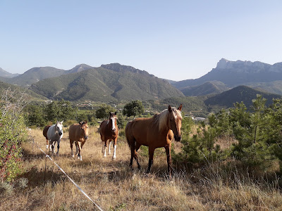 Equisens à Saillans
