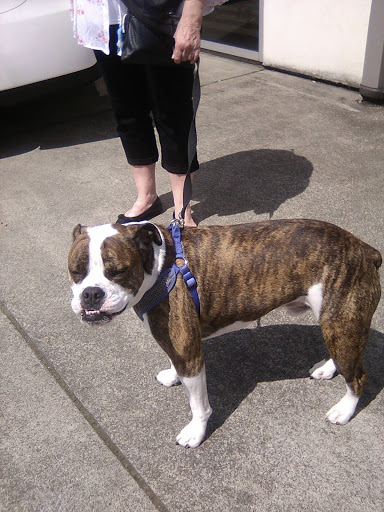 Kia Dealer «Kia of Puyallup», reviews and photos, 111 Valley Ave NE, Puyallup, WA 98372, USA