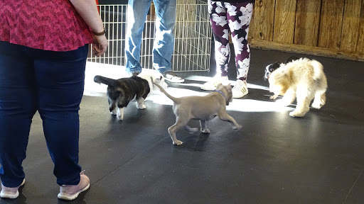 Dog Trainer «Awesome Dawgs Dog Training LLC», reviews and photos, 3052 Pricetown Rd, Temple, PA 19560, USA