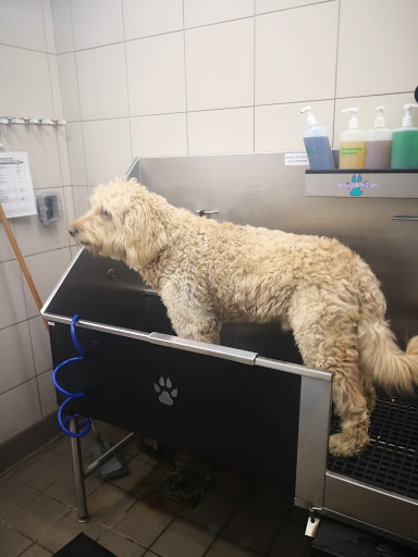 Pet Supply Store «Pet Supplies Plus», reviews and photos, 494 Westgate Dr, Brockton, MA 02301, USA