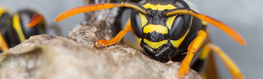Elis Pest Control Cork - Expert  Effective  Discreet & Cost-Effective Pest Control at your Business.