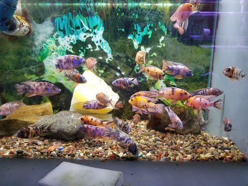 Pet Store «Sho Tank Aquariums», reviews and photos, 433 N Lake St, Mundelein, IL 60060, USA