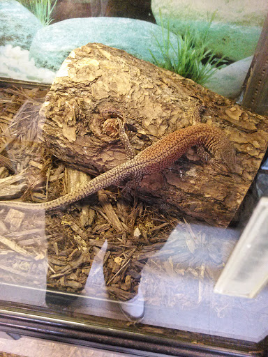 Pet Store «Exotic Pets», reviews and photos, 2410 N Decatur Blvd #160, Las Vegas, NV 89108, USA