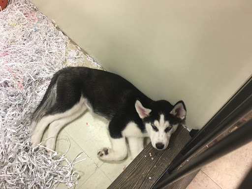 Pet Store «Pet Shop», reviews and photos, 113 Palmer Park Mall, Easton, PA 18045, USA