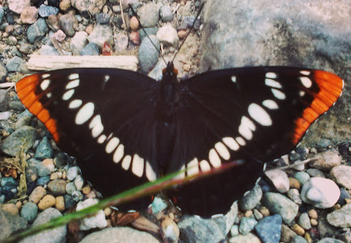 Park «Celebration Park», reviews and photos, 1095 S 324th St, Federal Way, WA 98003, USA