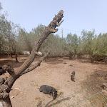 Photo n°1 de l'avis de Milena.c fait le 14/04/2024 à 16:41 sur le  Cucina Tipica da Eva e Zio Pippo Marino-Marinello à Noto