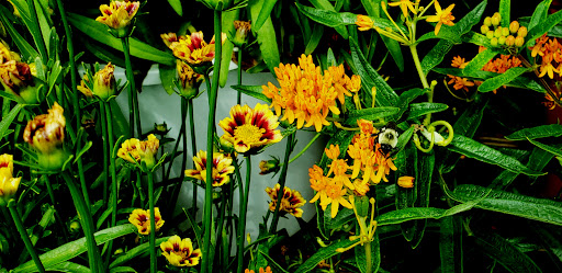 Grocery Store «Market Basket», reviews and photos, 1900 Main St, Tewksbury, MA 01876, USA