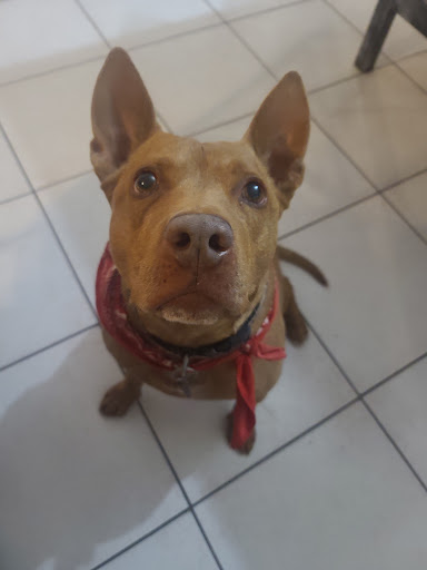 Pet Store «Pet Planet», reviews and photos, 5150 S Rural Rd #106, Tempe, AZ 85282, USA