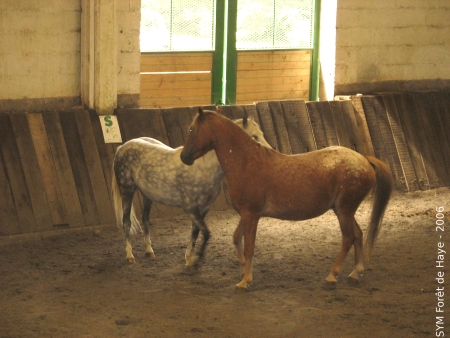 Ecole d'équitation du Parc de Haye à Bois-de-Haye