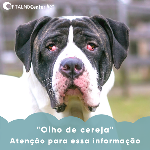 Logo da empresa - Oftalmocenter Vet - RP