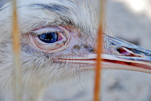 Non-Profit Organization «Big Cat Habitat & Gulf Coast Sanctuary», reviews and photos, 7101 Palmer Blvd, Sarasota, FL 34240, USA