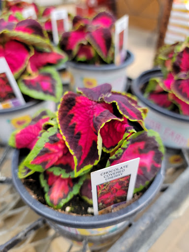 Garden Center «Gregor Farm & Greenhouse Inc», reviews and photos, 2592 Holy Name Dr, Wayzata, MN 55391, USA