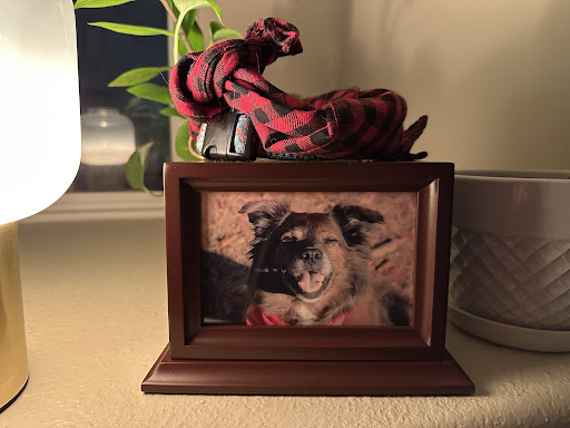 Colorado Veterinary Specialty Group (Campus) image