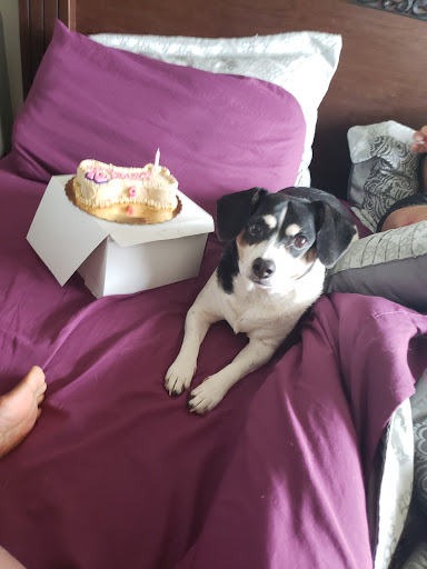 Pet Supply Store «Bow Wow & Meow», reviews and photos, 11607 Maumelle Blvd, North Little Rock, AR 72113, USA