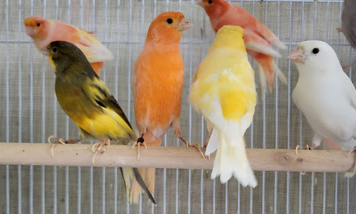 Pet Store «Louis Birds Pets & Supplies», reviews and photos, 80 Keyes St, San Jose, CA 95122, USA