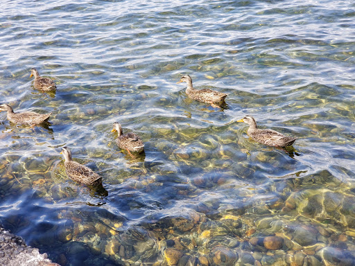 Park «Genesee Park and Playfield», reviews and photos, 4316 S Genesee St, Seattle, WA 98118, USA