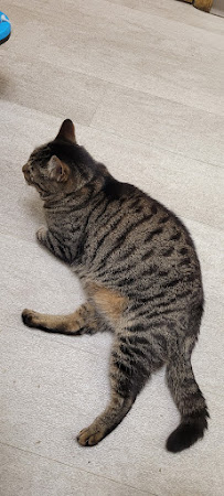 Cat Clinic North - Photo 7 - Car repair in Grand Rapids, MI, Grand Rapids