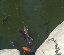 Colonos Prados Tepeyac photo