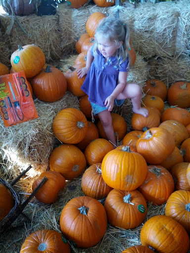 Hardware Store «Orchard Supply Hardware», reviews and photos, 3425 E Colorado Blvd, Pasadena, CA 91107, USA