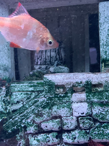 Pet Store «Southside Pet Shop», reviews and photos, 7031 Southside Dr, Louisville, KY 40214, USA